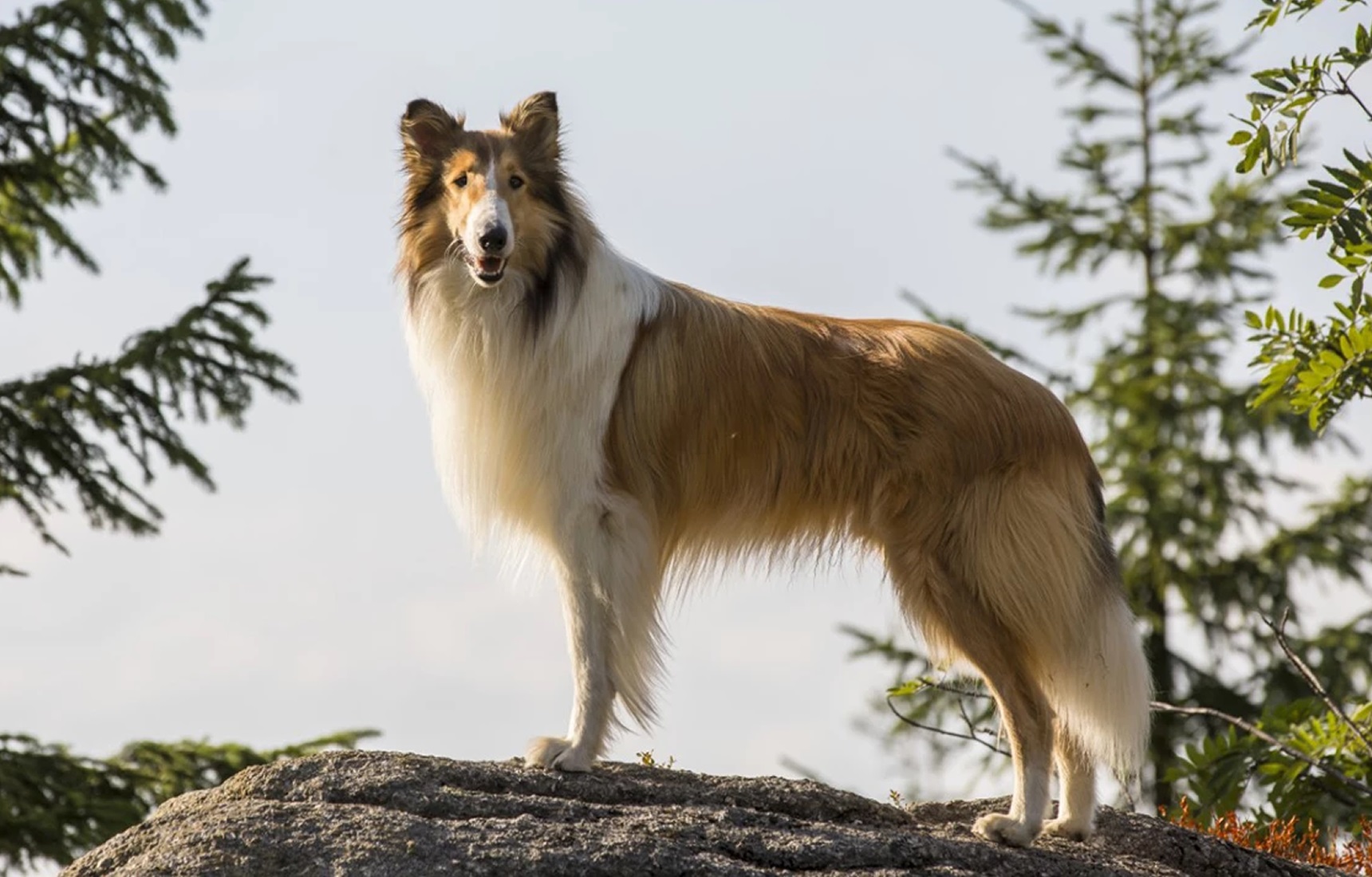 Lassie wróć
