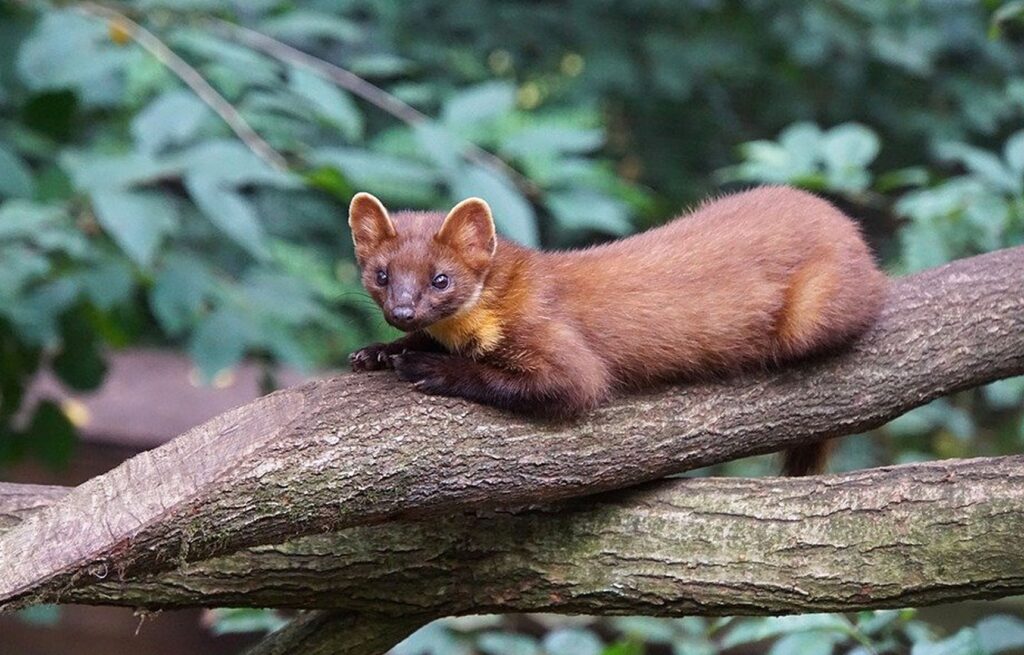Kuna leśna i domowa