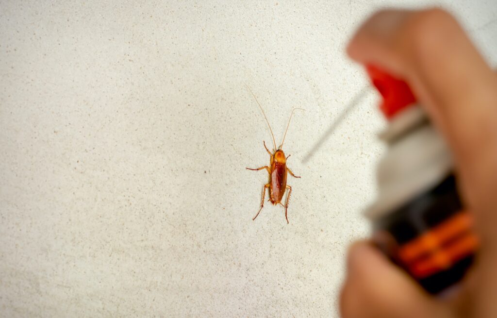 Dezynsekcja termiczna