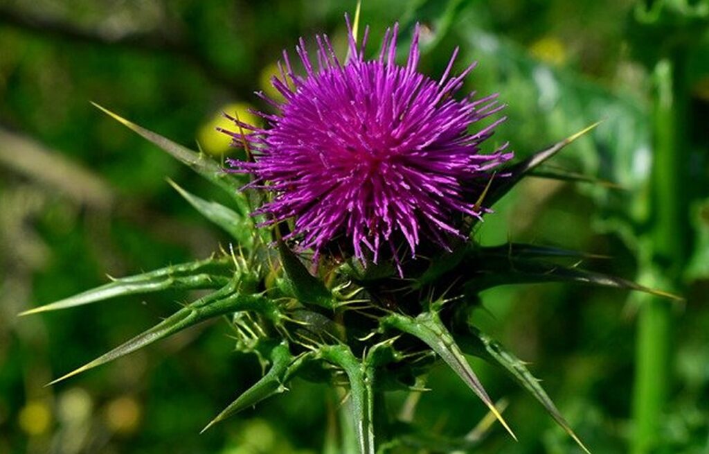 Jak działa ostropest plamisty
