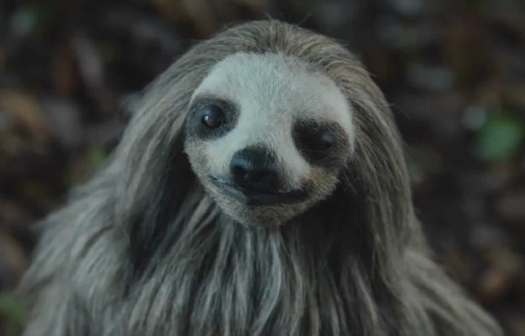 Slotherhouse Leniwa śmierć