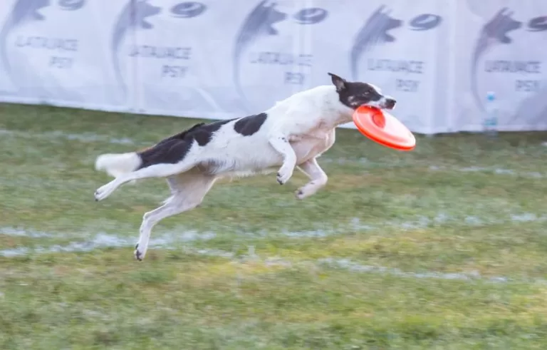 Latające psy Pole Mokotowskie